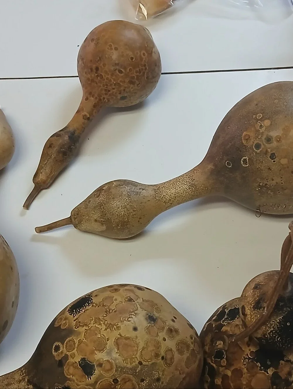 Natural Gourd Décor with Earthy Patina..box of 4 Unfinshed Seeds Inside Gourds. - Picture 3 of 4